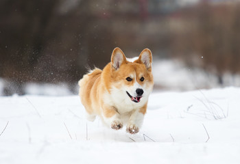 dog is running in the park