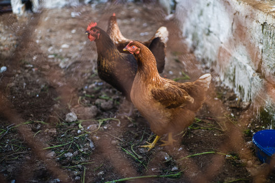 Wild chickens in the farm