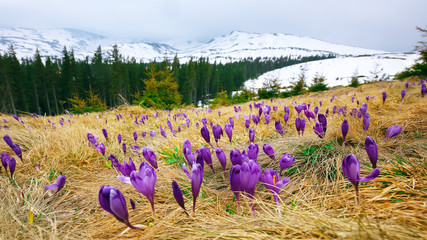 Spring mountain landscape with violet crocuses blooming on the meadow - obrazy, fototapety, plakaty