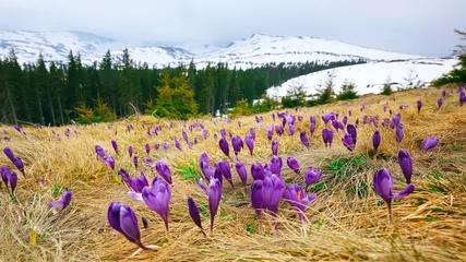 Foto op Plexiglas anti-reflex Krokussen Spring mountain landscape with violet crocuses blooming on the meadow