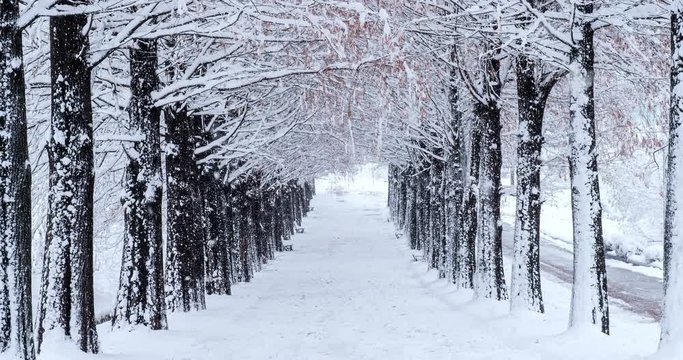 Snow falling at row tree. Korea
