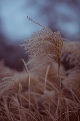 Dry reed in winter. 
