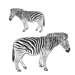 Fototapeta na wymiar Black and White Zebra portrait sketch isolated on white background. Vector