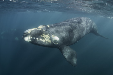 Southern right whale , Nuevo Gulf, Valdes Peninsula, Argentina. - obrazy, fototapety, plakaty