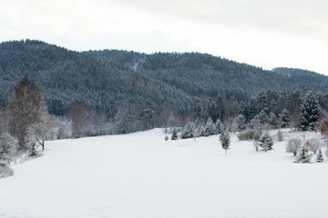 Snow on golf course in winter, forest background, copy space