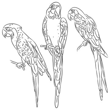 macaw set black sketch isolated on white background. Vector