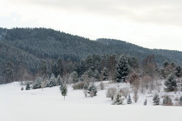 Snow on golf course in winter, forest background, copy space