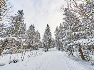 Obraz premium a coniferous forest in winter