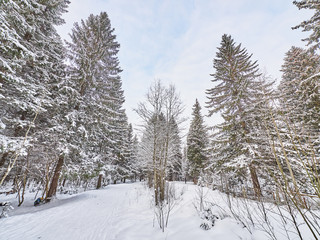 Obraz premium a coniferous forest in winter
