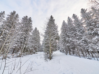 Obraz premium a coniferous forest in winter