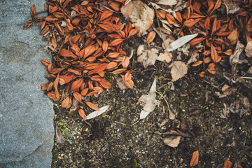 Birds eye view of pavement, soil and leaves.