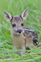 Little deers in the grass. Spring in the nature. Capreolus capreolus. Baby deer.