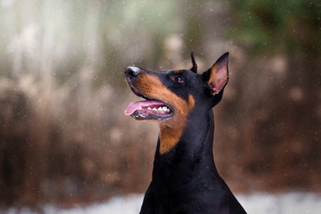Beautiful Doberman dog in the winter forest