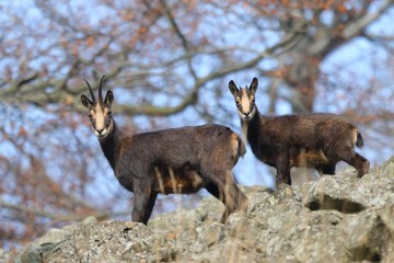 Chamois, Rupicapra rupicapra, in the stone hill, grey rock  in background, Studenec hill  , Czech Republic, Animal from Alp. Wildlife scene with animal, Chamois, stone animal. Autumn tree, background.