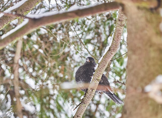 black thrush in the forest. Winter