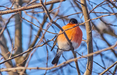 bullfinch on a branch in the forest