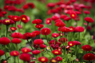 fiori rossi su sfondo verde