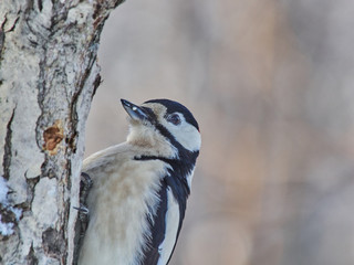 Obraz premium a large motley woodpecker in the forest. winter