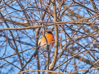 bullfinch on a branch in the forest