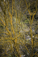 alberi contorti in giallo