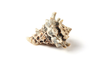 Seashell isolated on a white background.