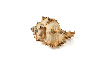 Seashell isolated on a white background.