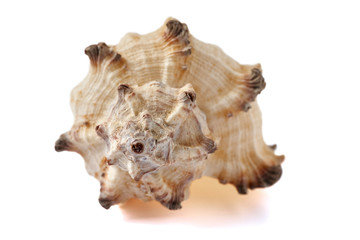 Seashell isolated on a white background.