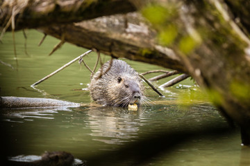 nutria eating