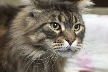 Maine Coon head of a cat close-up looks predatory look
