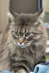 Naklejka na ściany i meble Maine Coon cat with large hard mustaches