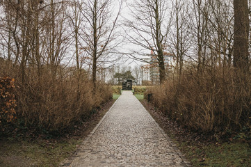 Camino entre árboles