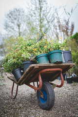 Old wheelbarrow in the garden during gardening with many plants in pots, outdoors