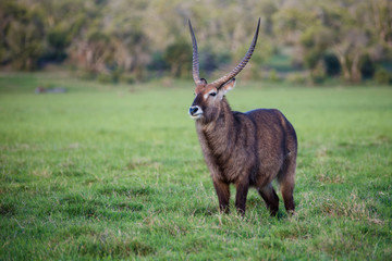 A male waterbuck in green marsh