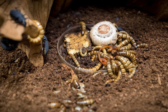 zophobas