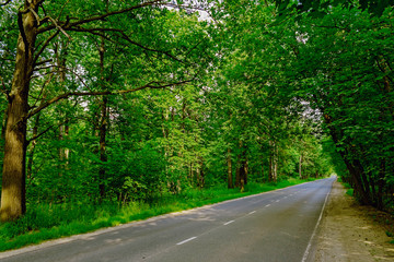 Obraz premium road in the forest