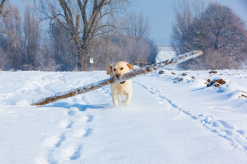 Labrador rennt mit großem Stock durch den Schnee