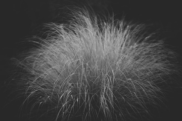 Dry reed agains black background.