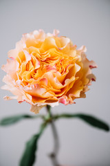 Fresh and tender single Campanella peach rose on the grey background, close up view