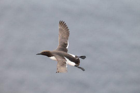 Common murre or common guillemot (Uria aalge) Heligoland, Germany