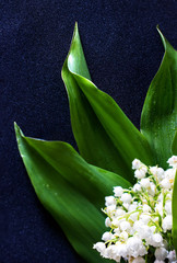 Green leaves of lily of the valley on dark background, vintage colors