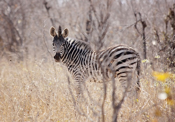 Fototapeta na wymiar Young Zebra Foal