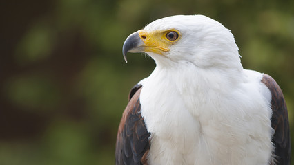 Fish Eagle Portrait