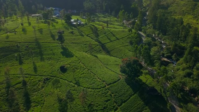 Amazing view of lush tea plantation in Sri Lanka drone footage