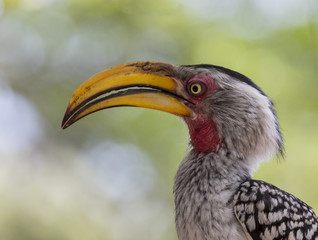 Obraz premium Banana Beak