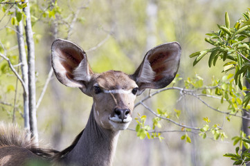 Female Kudu alert