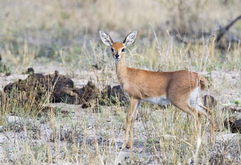 Steenbok