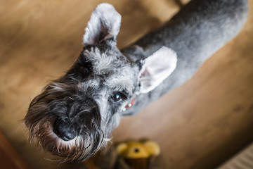 Sznaucer miniaturowy to często występujący pies domowy. Jak każdy pies potrzebuje dobrej opieki- dużo spacerów, zainteresowania oraz zbilansowanej diety. - obrazy, fototapety, plakaty