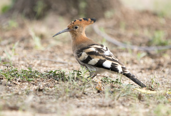 African Hoopoe
