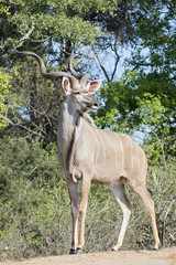 Male Kudu