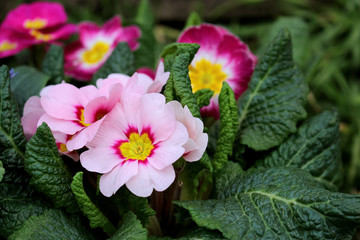 Closeup view colorful flower primrose ,primula vulgaris.Primula is an spring flower. View from above of floral pattern. Primula is a genus of herbaceous flowering plants . Blurred background.